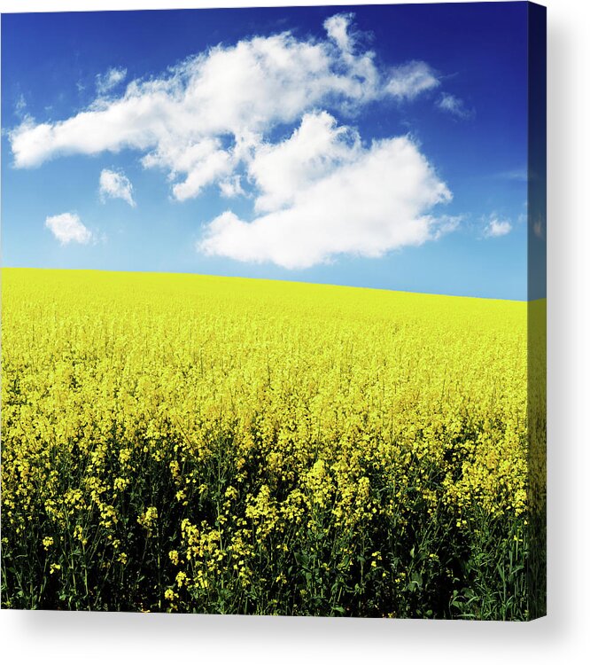 Outdoors Acrylic Print featuring the photograph Canola Field In Spring by Manuwe