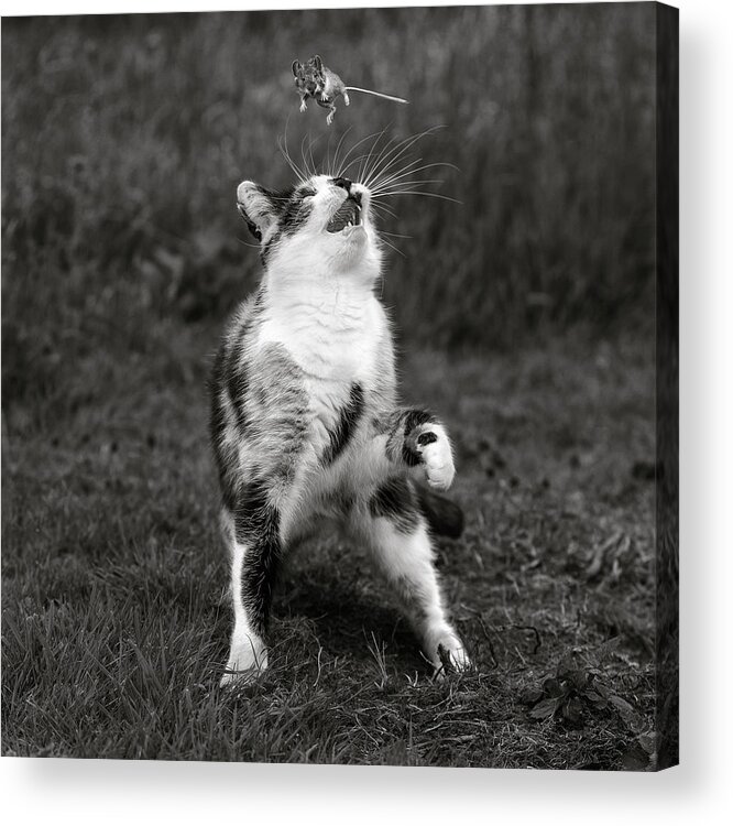 #faatoppicks Acrylic Print featuring the photograph Cat Trap by Hugh Wilkinson