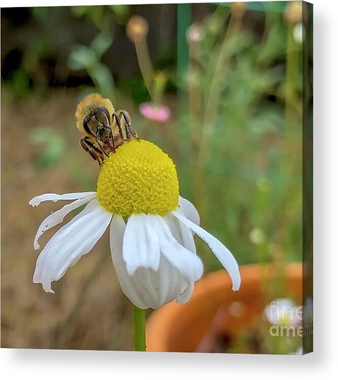 Camamiel Acrylic Print featuring the photograph Chamomile bloom getting worked over by Shawn Jeffries