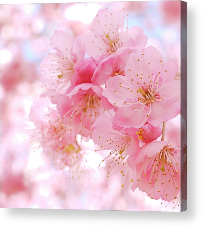 Taiwan Acrylic Print featuring the photograph Cherry Blossom by Ryo's Photo Work