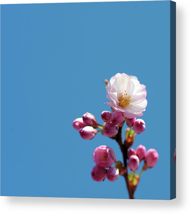 North Rhine Westphalia Acrylic Print featuring the photograph Cherry Blossom by Werner Schnell