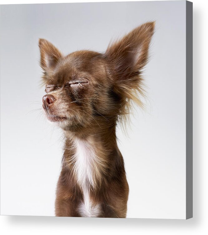 Pets Acrylic Print featuring the photograph Chihuahua Crying by Stilllifephotographer