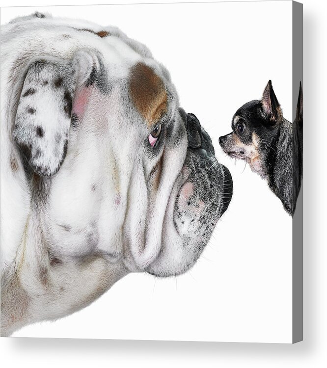 Pets Acrylic Print featuring the photograph Chihuahua Dog Staring At Bulldog by Gandee Vasan