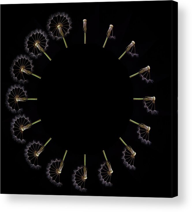 Dandelion Acrylic Print featuring the photograph Clock Dandelion by Art Lionse