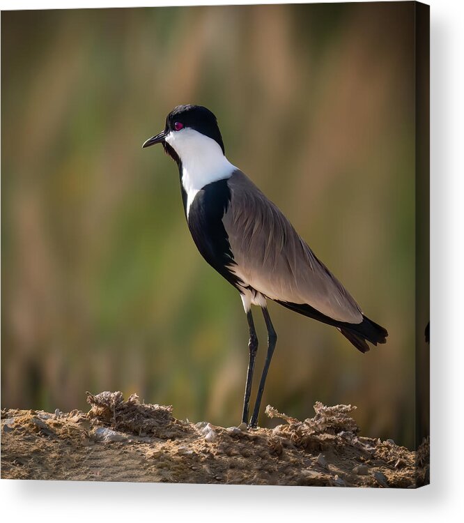 Spur-winged Acrylic Print featuring the photograph Common But Beauty .. by Ahmed Zaeitar
