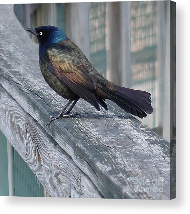 Bird Acrylic Print featuring the photograph Common Grackle by Ann Horn