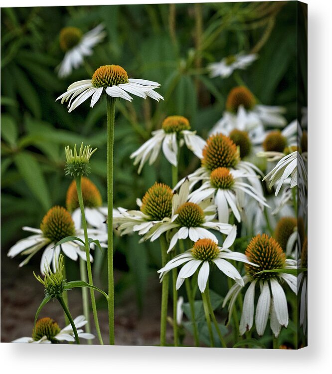 Coneflower Acrylic Print featuring the photograph Coneflowers by Catherine Reading