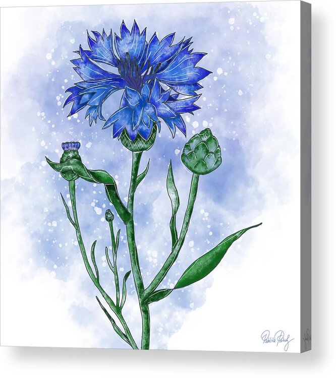 Cornflower Acrylic Print featuring the painting Cornflower blue by Patricia Piotrak