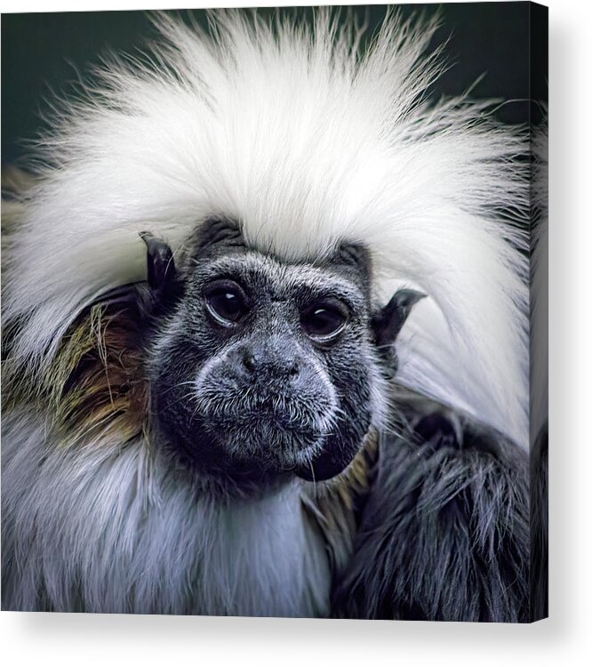 Cotton Topped Tamarin Acrylic Print featuring the photograph Cotton Topped Tamarin by Tracie Schiebel