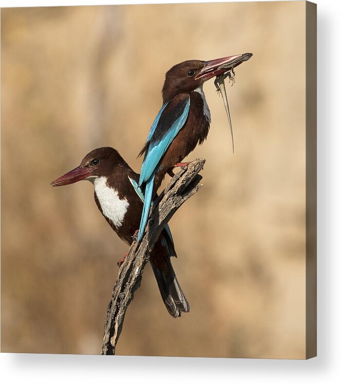 Birds Acrylic Print featuring the photograph Couple by Amnon Eichelberg