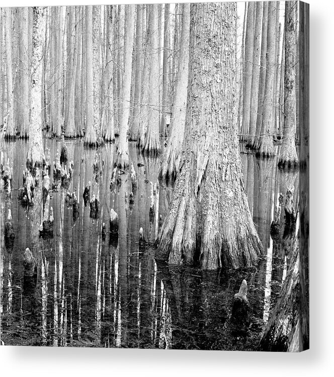 Tranquility Acrylic Print featuring the photograph Cypress Trees With Reflection In River by Holden Richards