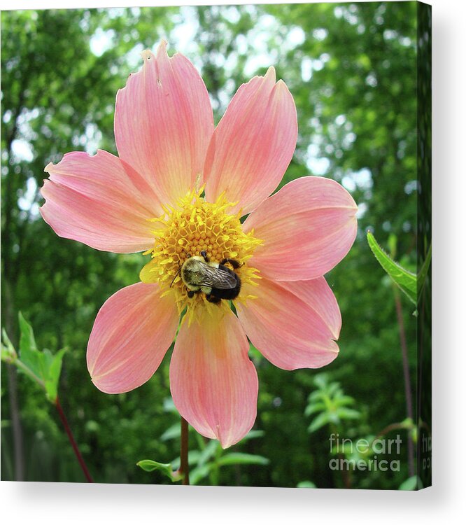 Dahlia Acrylic Print featuring the photograph Dahlia 13 by Amy E Fraser