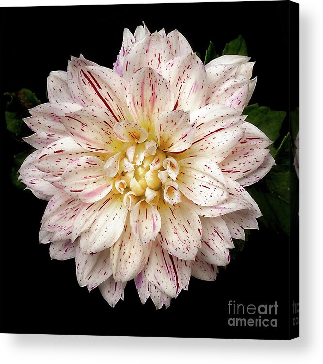Flower Acrylic Print featuring the photograph Dahlia 'Picasso' by Ann Jacobson
