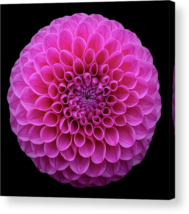105mm Acrylic Print featuring the photograph Dahlia Study in Pink by Laura Macky