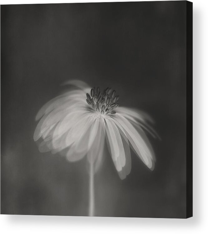 Anemone Acrylic Print featuring the photograph Dark Sepia by Lotte Grnkjr