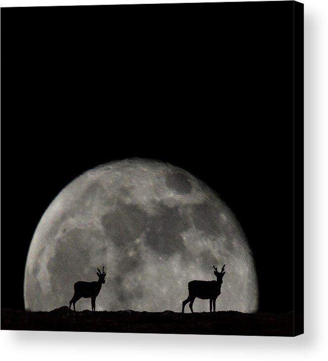 Tranquility Acrylic Print featuring the photograph Deer At Night by Kim Van Dijk Photography