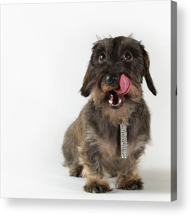 Licking Acrylic Print featuring the digital art Dog Wearing Jewelry, Licking Chops by Jlph