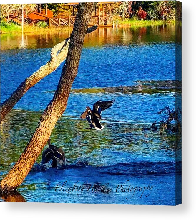 Duck Acrylic Print featuring the photograph Duck, Duck... by Elizabeth Harllee