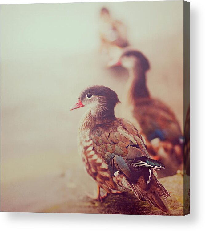 Water's Edge Acrylic Print featuring the photograph Ducks by Julia Davila-lampe
