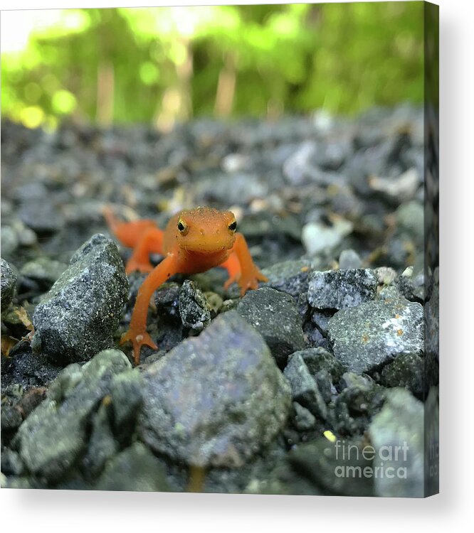 Salamander Acrylic Print featuring the photograph Eastern Red Spotted Newt 2 by Amy E Fraser
