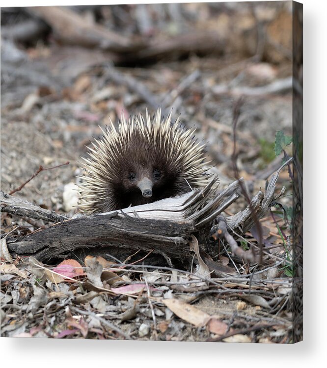 Echidna Acrylic Print featuring the photograph Echidna by Patrick Nowotny