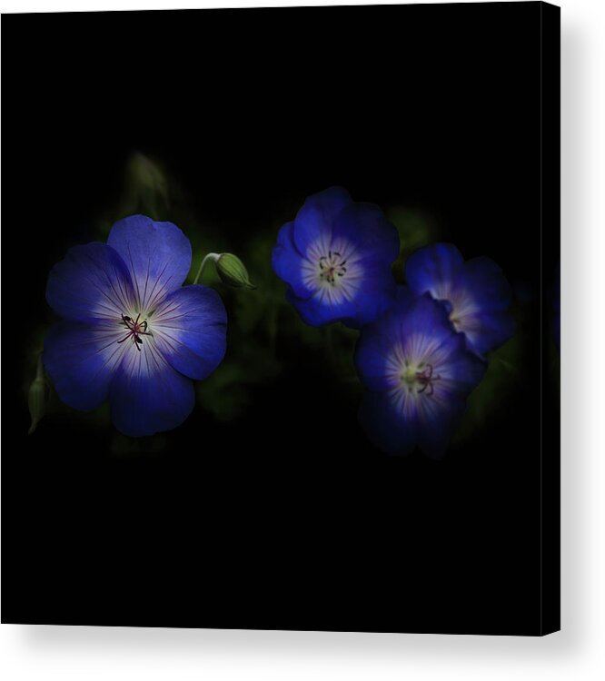 Garden Acrylic Print featuring the photograph Enchanted Blues in Square by Debra and Dave Vanderlaan