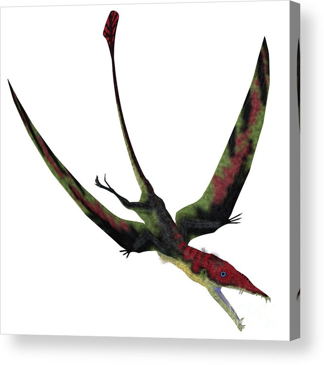 Eudimorphodon Acrylic Print featuring the digital art Eudimorphodon Pterosaur Diving by Corey Ford