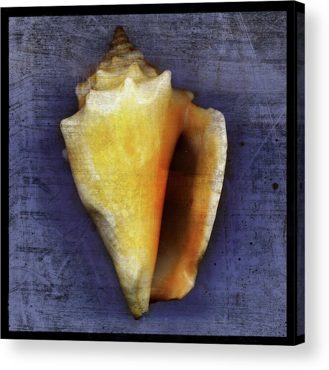 Fighting Conch Acrylic Print featuring the digital art Fighting Conch by John W. Golden
