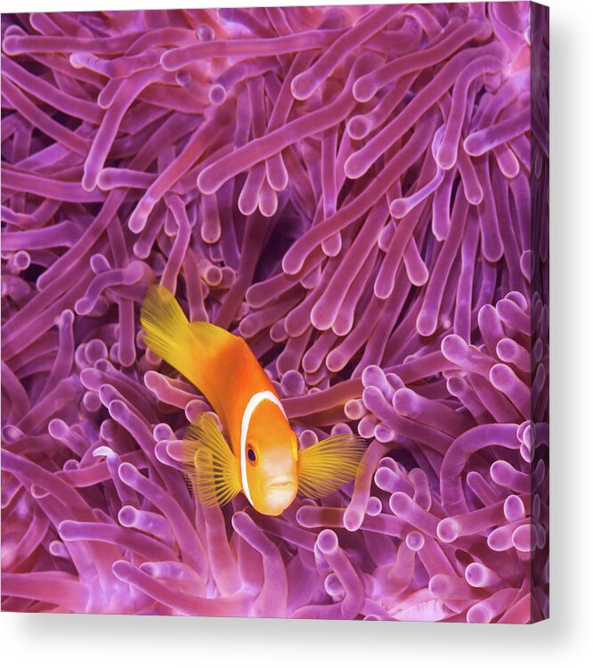 Underwater Acrylic Print featuring the photograph Fish by Extreme-photographer