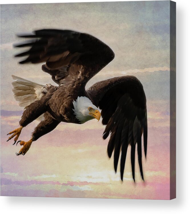Bald Eagle Acrylic Print featuring the photograph Flight by Mary Hone