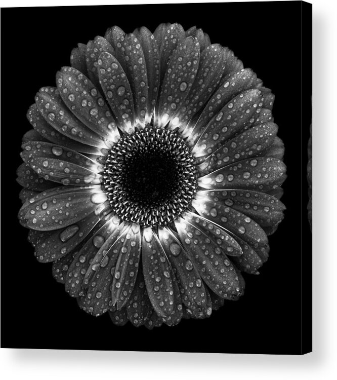 Abstract Acrylic Print featuring the photograph Floral Drops by Milton Mpounas