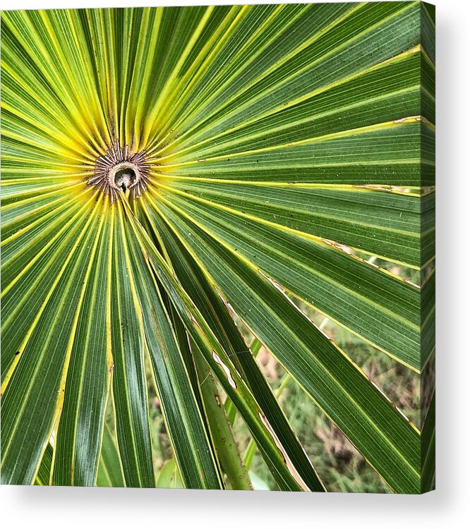 Palmerade Abanico China Acrylic Print featuring the photograph Fountain Palm Frond by Jori Reijonen