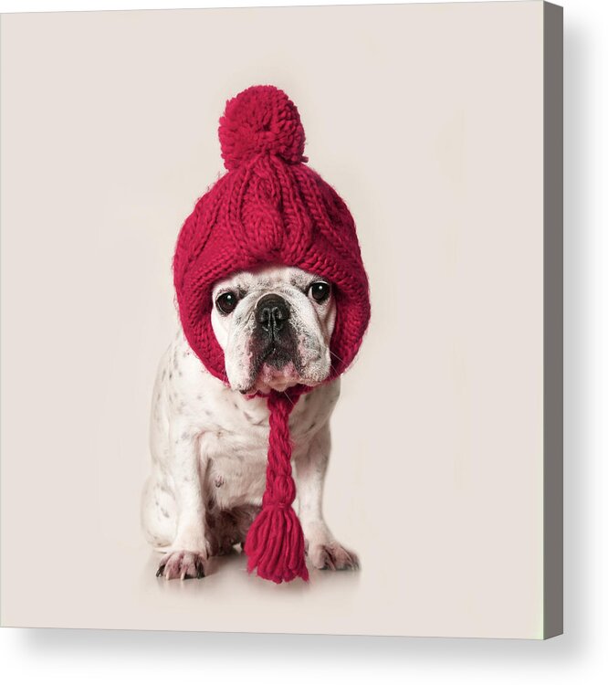 Pets Acrylic Print featuring the photograph French Bulldog by Retales Botijero