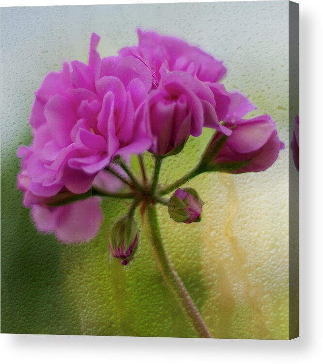 Geranium Acrylic Print featuring the photograph Geranium Rain by Diane Fifield