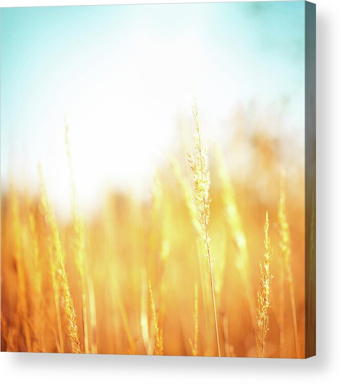 Scenics Acrylic Print featuring the photograph Golden Grass by Jasmina007