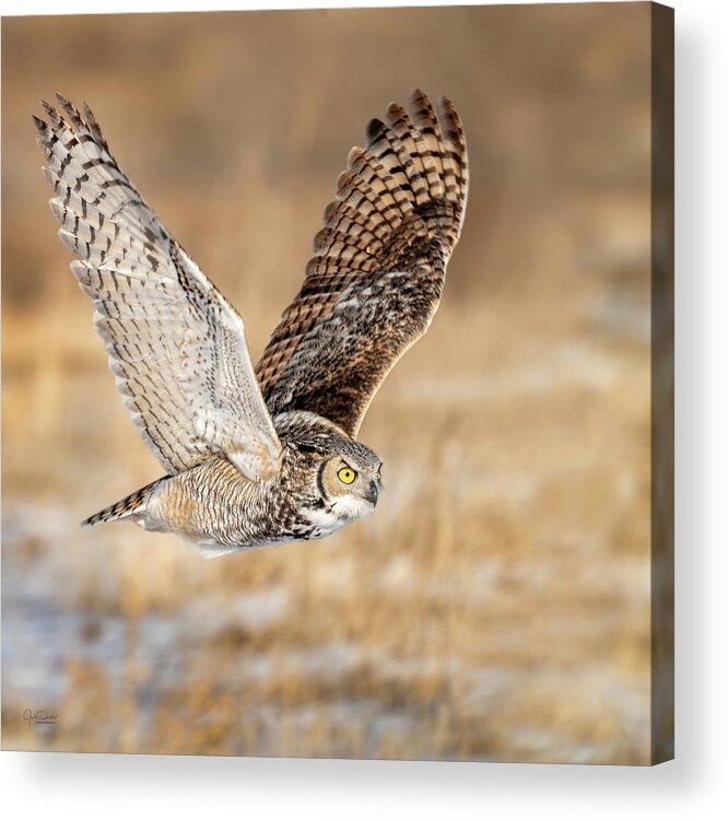Great Horned Owl Acrylic Print featuring the photograph Great Horned Owl in Flight by Judi Dressler