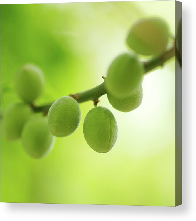 Plum Acrylic Print featuring the photograph Green Plums by Tnwy