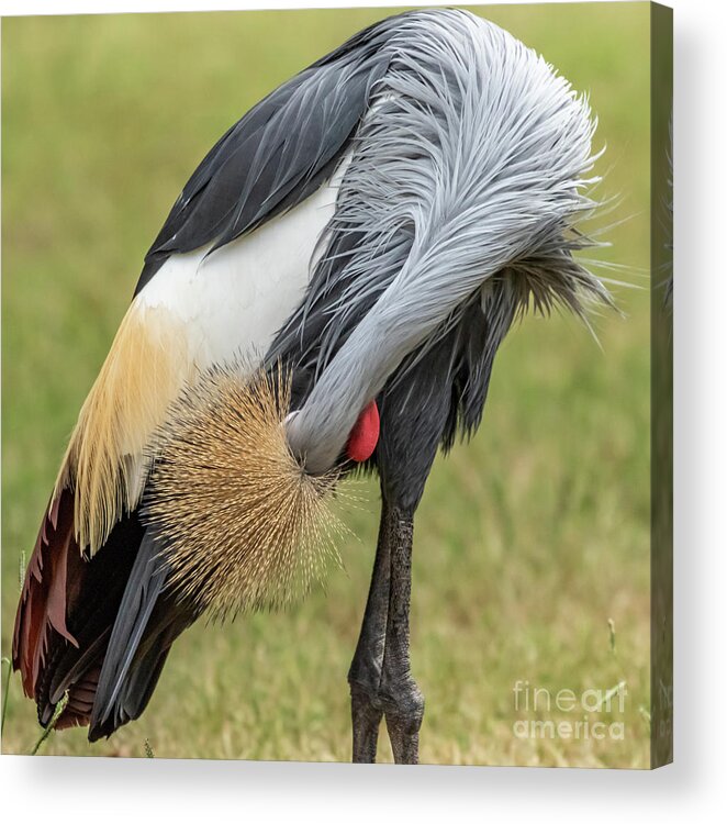 Balearica Regulorum Acrylic Print featuring the photograph Grey Crowned Crane by Richard Smith