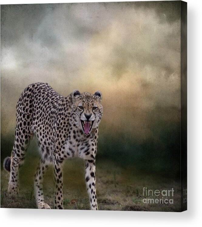 Cheetah Acrylic Print featuring the photograph Grumpy Morning by Eva Lechner