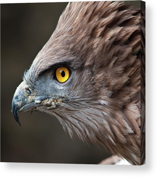 Animal Themes Acrylic Print featuring the photograph Head Of Eagle by Jonatan Hernandez Photography