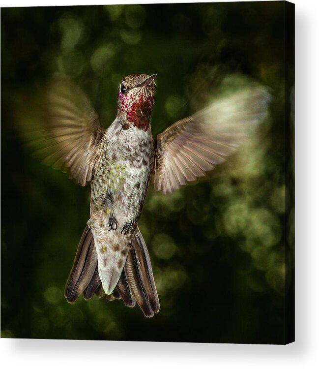 Animal Themes Acrylic Print featuring the photograph Helplessly Hoping The Harried Hummer by Bill Gracey