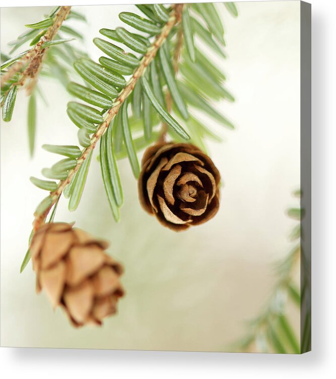 Hemlock 3 Acrylic Print featuring the photograph Hemlock 3 by Jessica Rogers