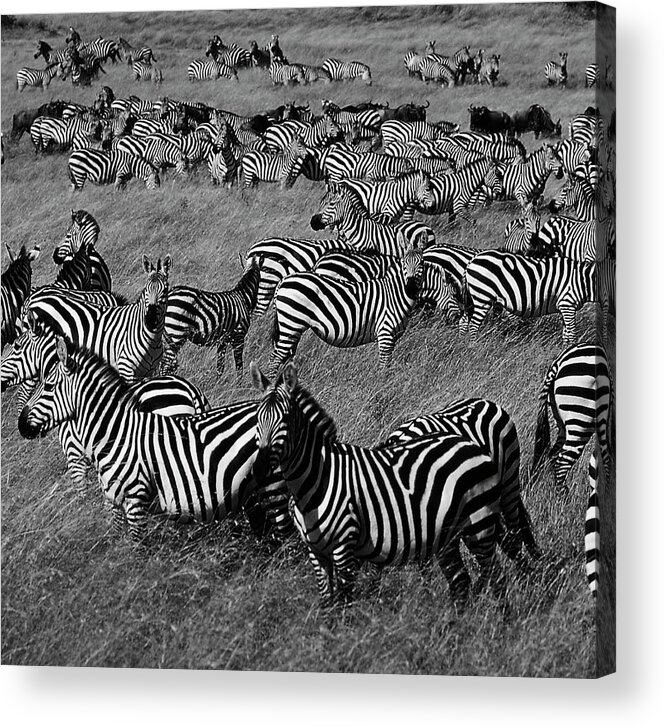 Kenya Acrylic Print featuring the photograph Herd Of Zebra,kenya by View Stock