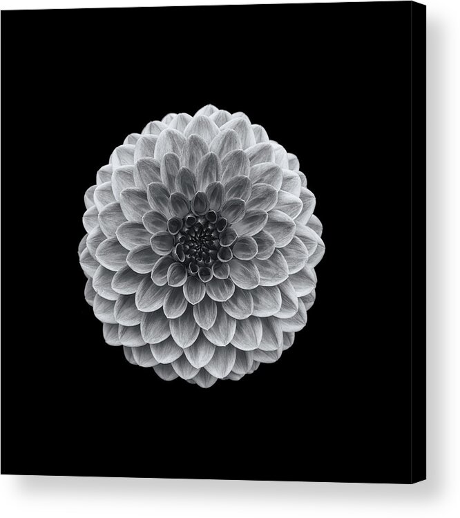 Flower Acrylic Print featuring the photograph Hillcrest Suffusion by Lotte Grnkjr