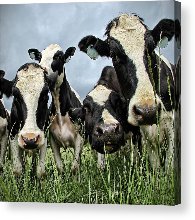 Grass Acrylic Print featuring the photograph Holstein Cows by C. M. Yost