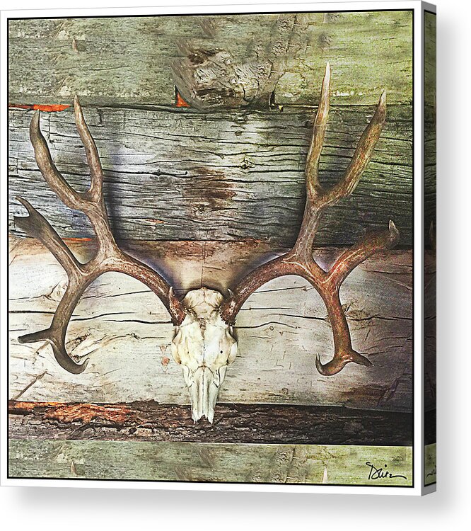 Skull Acrylic Print featuring the photograph Horns by Peggy Dietz