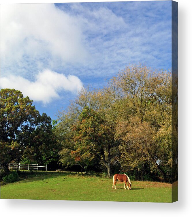 Horse Acrylic Print featuring the photograph Horse Farm In The Fall by Photography By Jessie Reeder