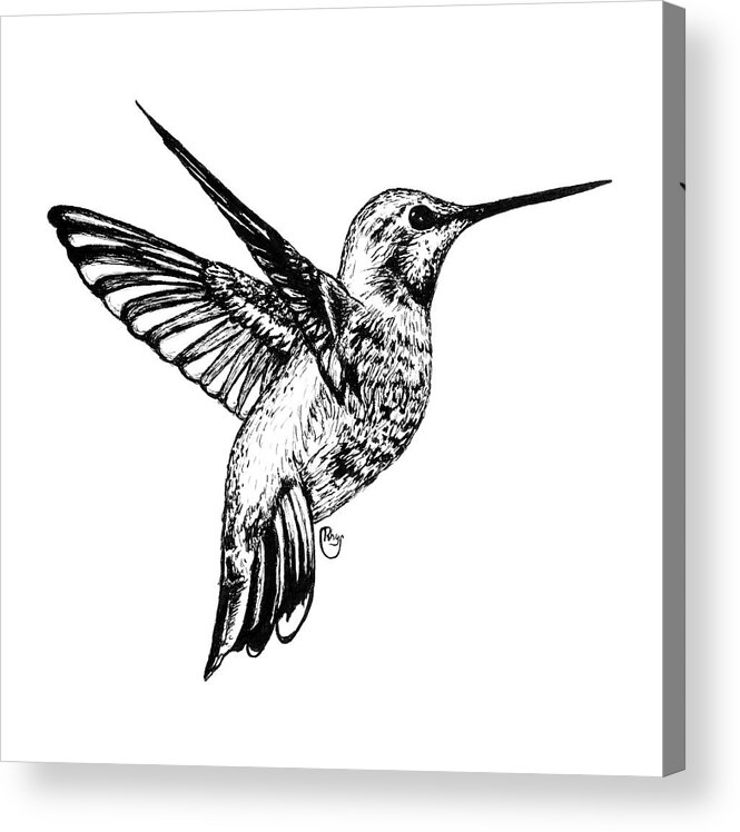 Pen And Ink Acrylic Print featuring the drawing Hummingbird by Bari Rhys