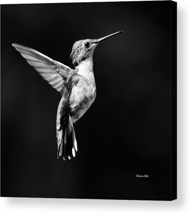 Hummingbird Acrylic Print featuring the photograph Hummingbird Wings Up Square Bw by Christina Rollo