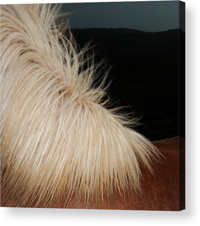 Horse Acrylic Print featuring the photograph Icelandic Horse by Roine Magnusson